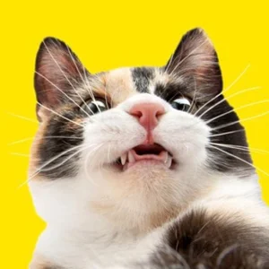 CAT POINT (زومی آنلاین🐾)