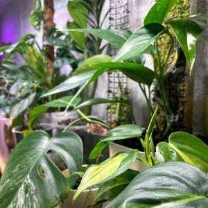 Çiçek Rafı 🪴| life