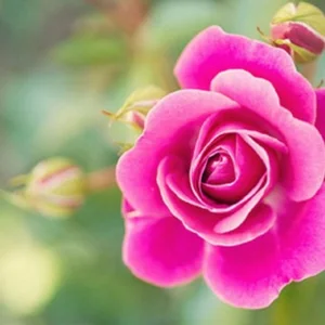 🌷 女性与婚姻文化 🌷