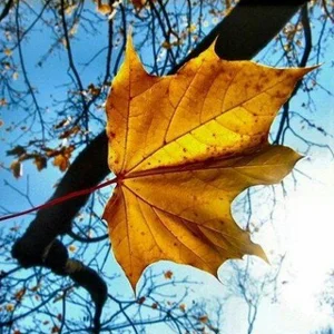 نکات تربیتی