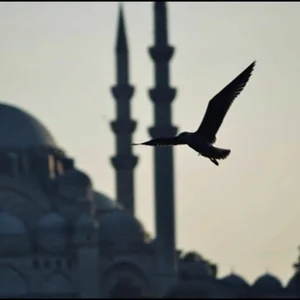 Abdulaziz Al-Shathri tvitlari